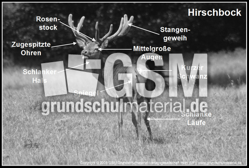 Rothirsch-Körperbau-1SW.jpg